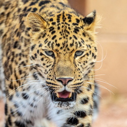 Animals
