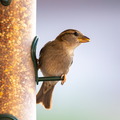 Bird-4