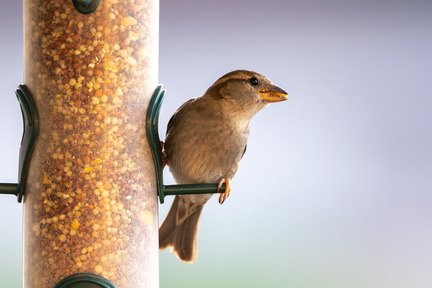 Bird-4